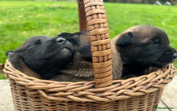 Mixed Breed dogs for sale: Belgian Malinois Puppies  - Image 21