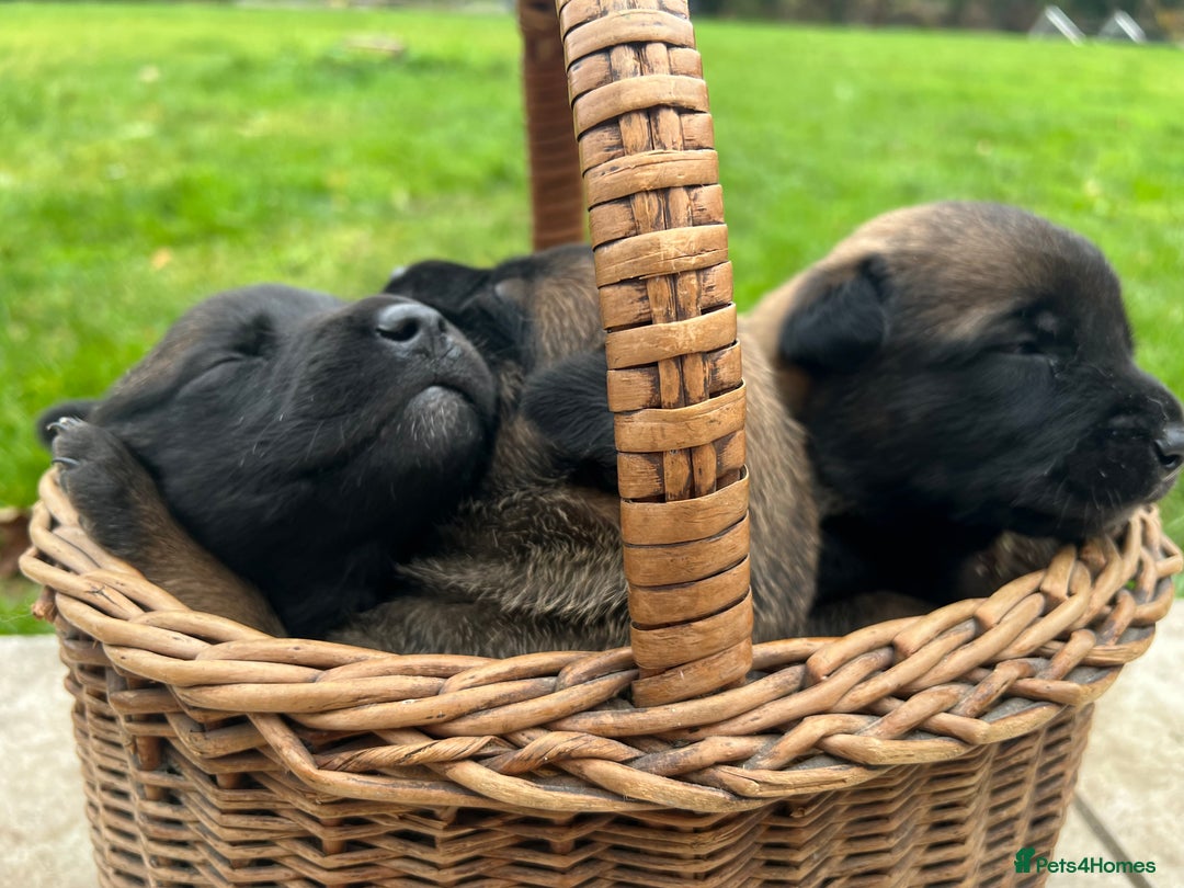 Mixed Breed dogs for sale: Belgian Malinois Puppies  - Image 21