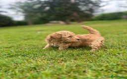 Poochon dogs for sale: Beautiful Poochon puppies - Image 2