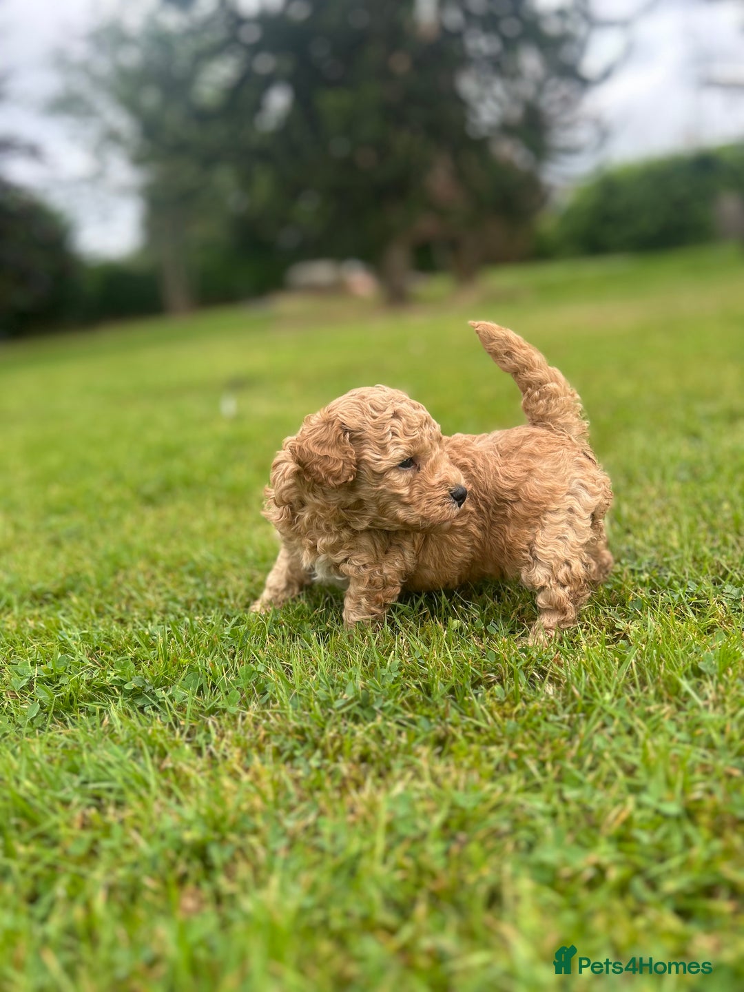 Poochon dogs for sale: Beautiful Poochon puppies - Image 2