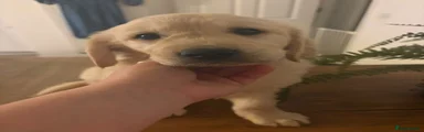 Golden Retriever 3