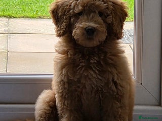 Australian Labradoodle dogs Australian Labradoodle 12w Bitch fully vaccinated - Advert 2