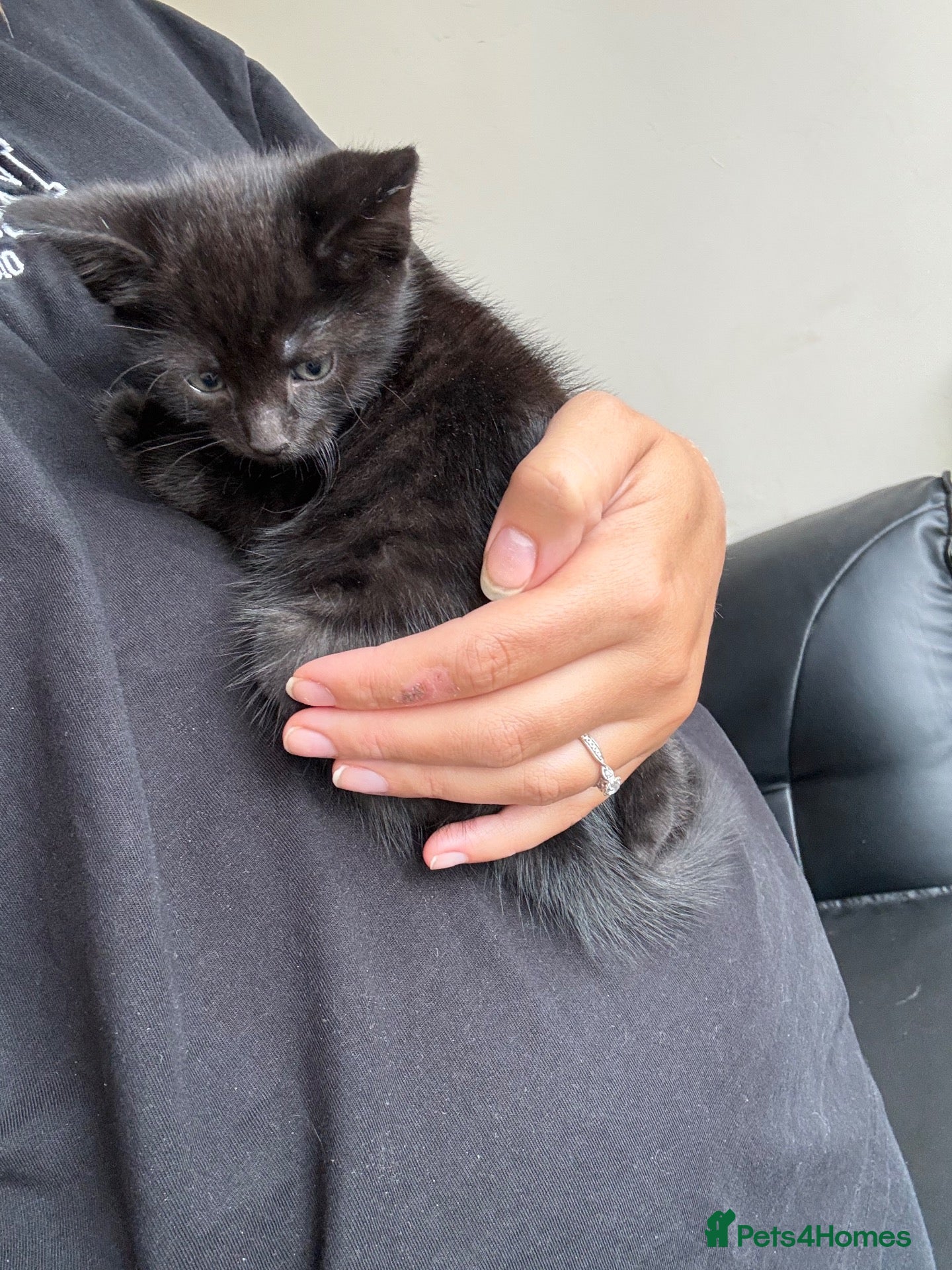 Maine Coon cats Maincoon X BSH kittens - Advert 4