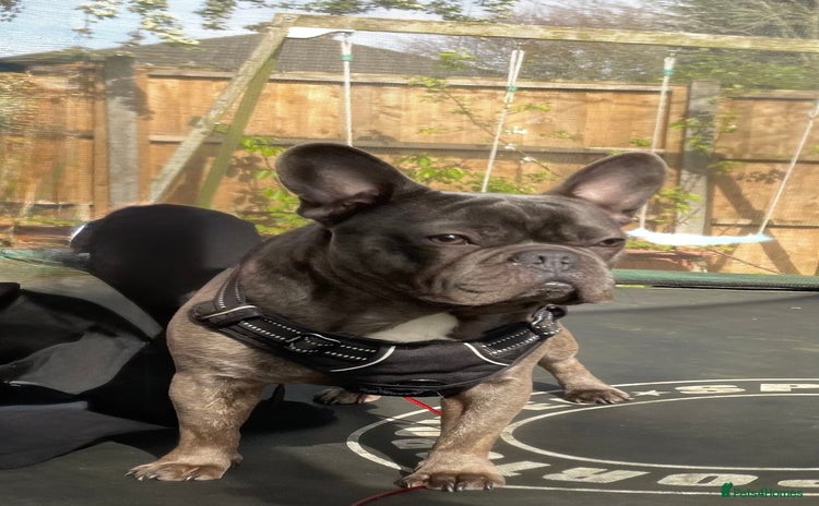 French Bulldog dogs - Advert 2
