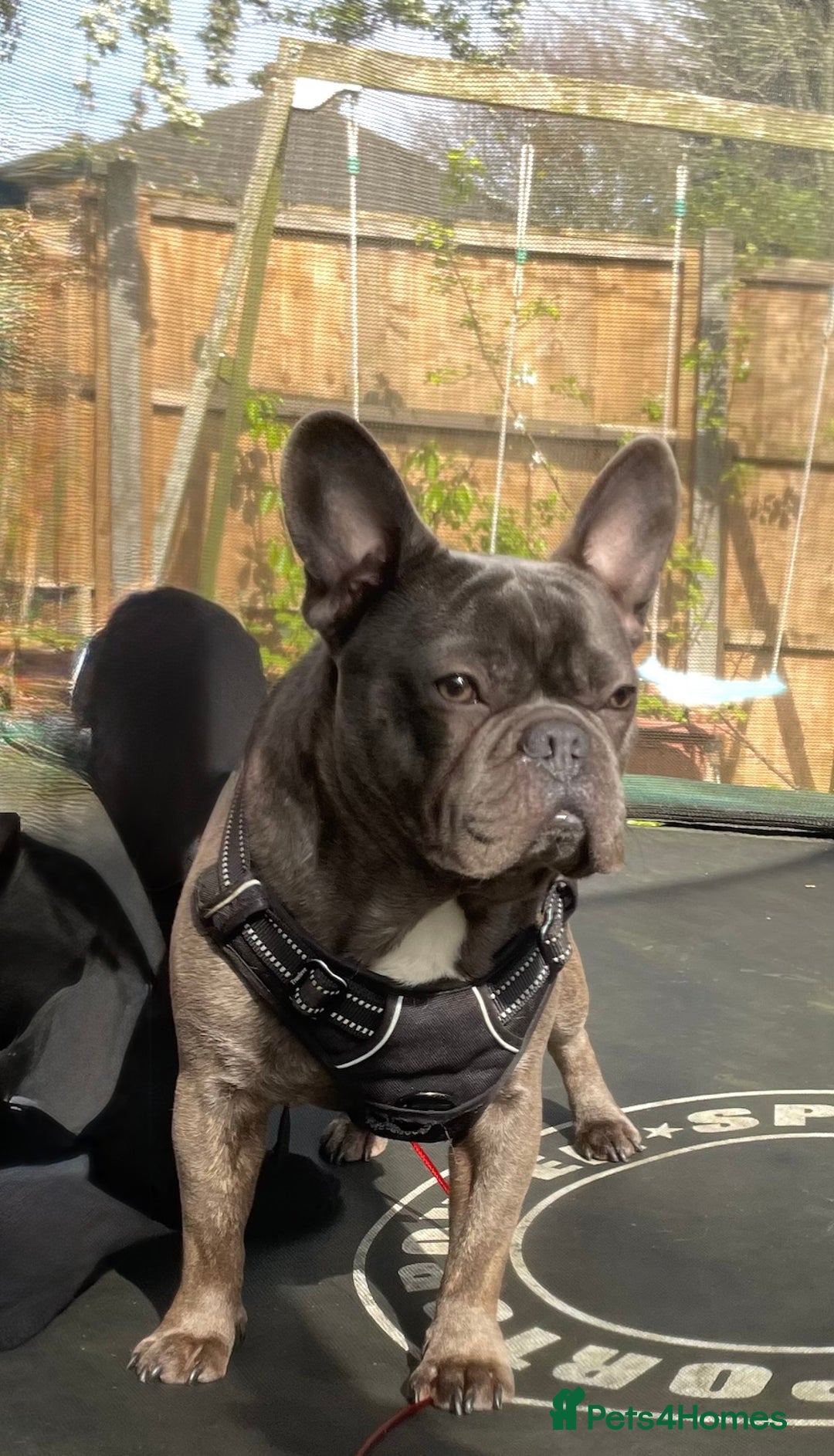 French Bulldog dogs for sale: French Bulldog  - Image 1