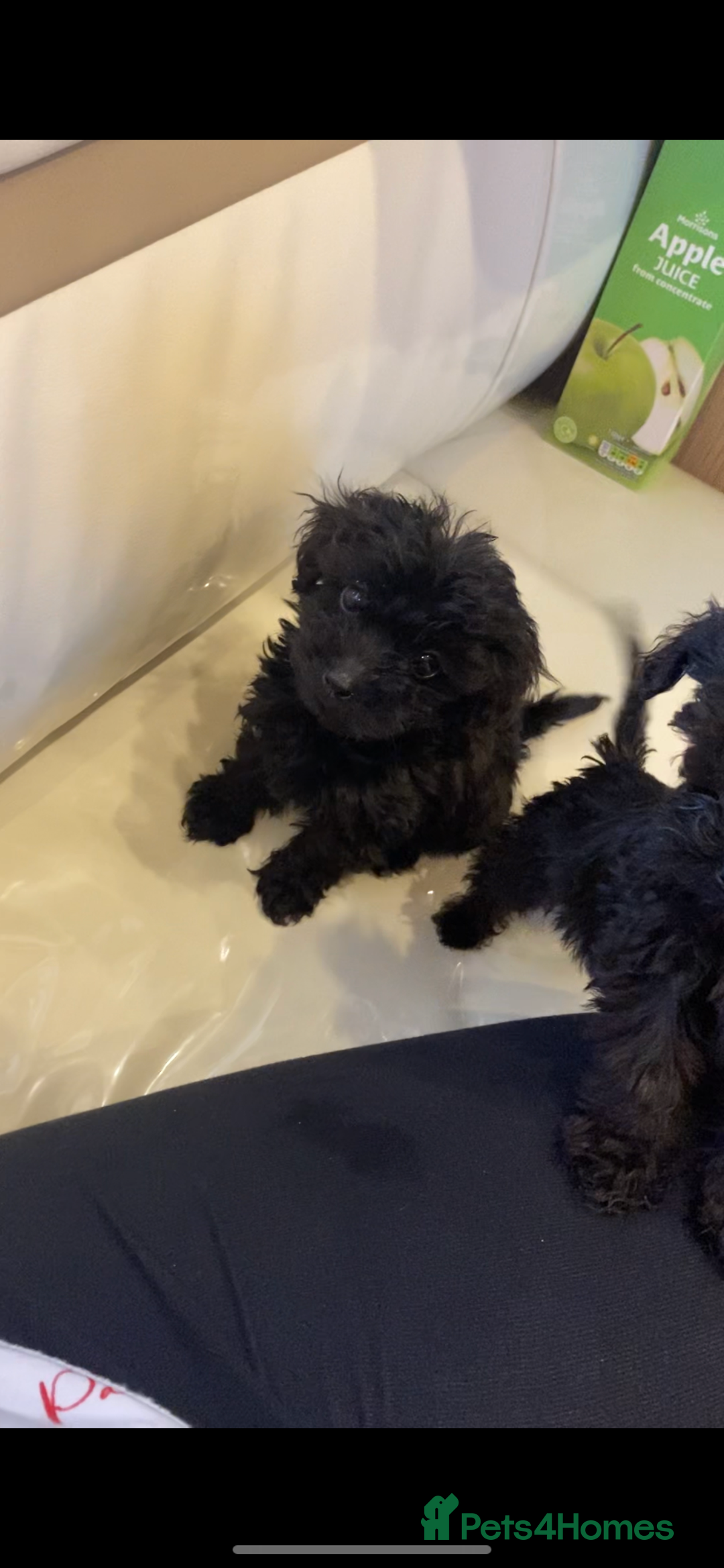 Mixed Breed dogs for sale: Toy poodle puppies  - Image 1