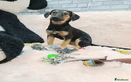 Mixed Breed dogs for adoption: 💖🐶 POLLY 🐶💖 - Image 5