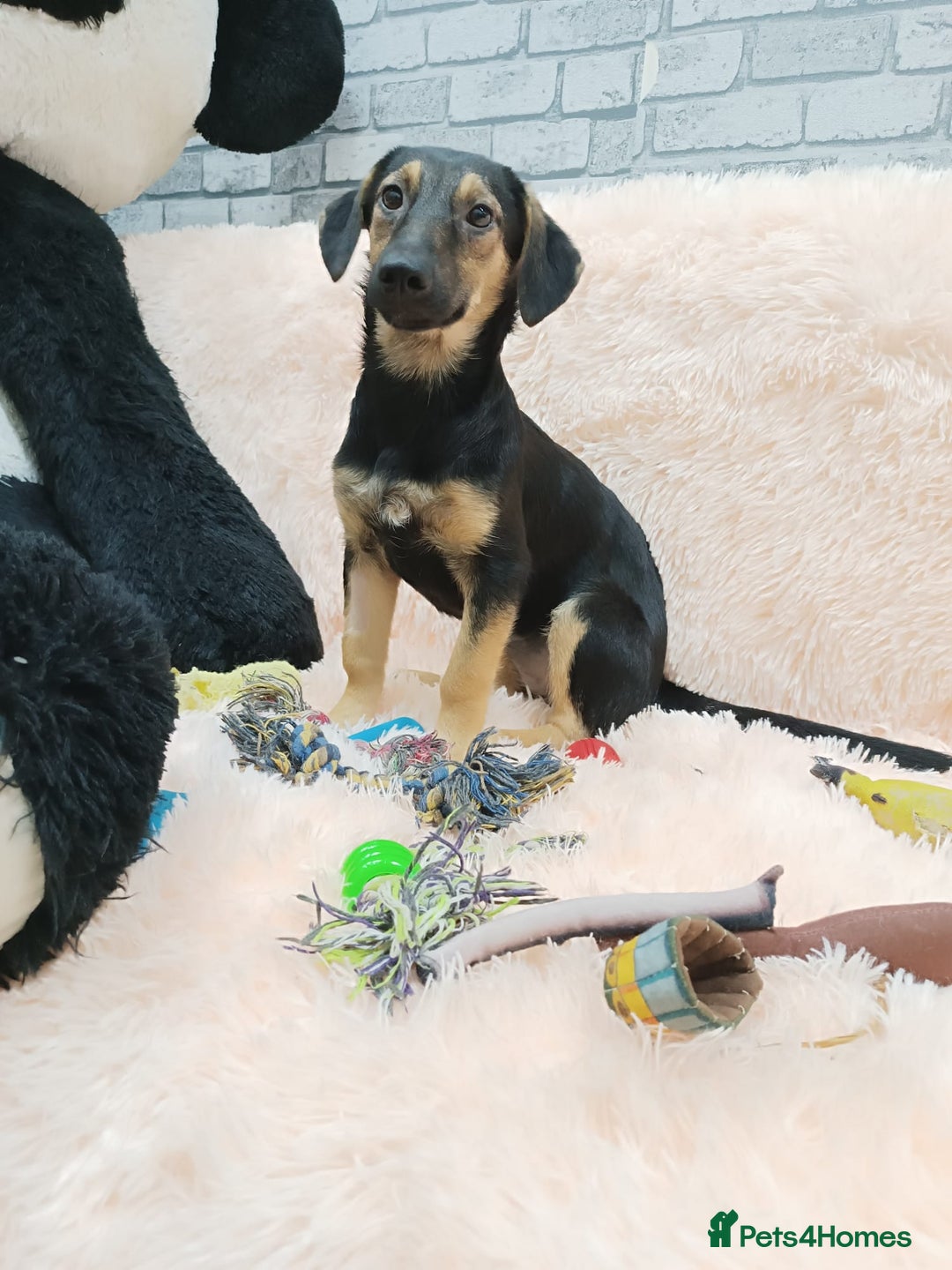 Mixed Breed dogs for adoption: 💖🐶 POLLY 🐶💖 - Image 5