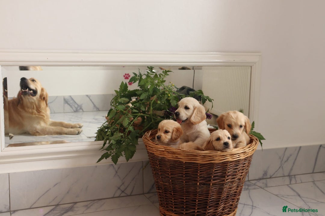 Mixed Breed dogs for sale: Dakota Sport Retriever Puppies ready 01/10/25 - Image 21