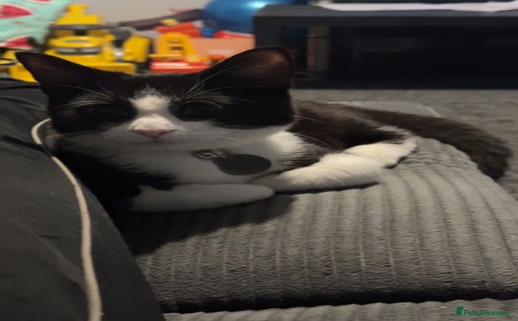 Domestic Shorthair cats - Advert 5