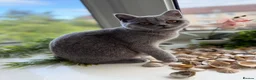 British Shorthair cats for sale: British shorthair cat in Glasgow - Advert 2