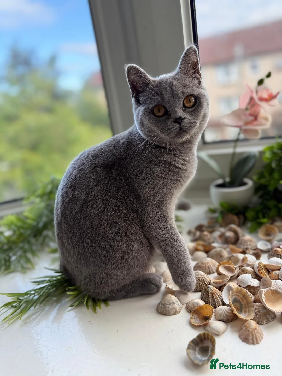 British Shorthair cats for sale: British shorthair cat in Glasgow - Advert 2