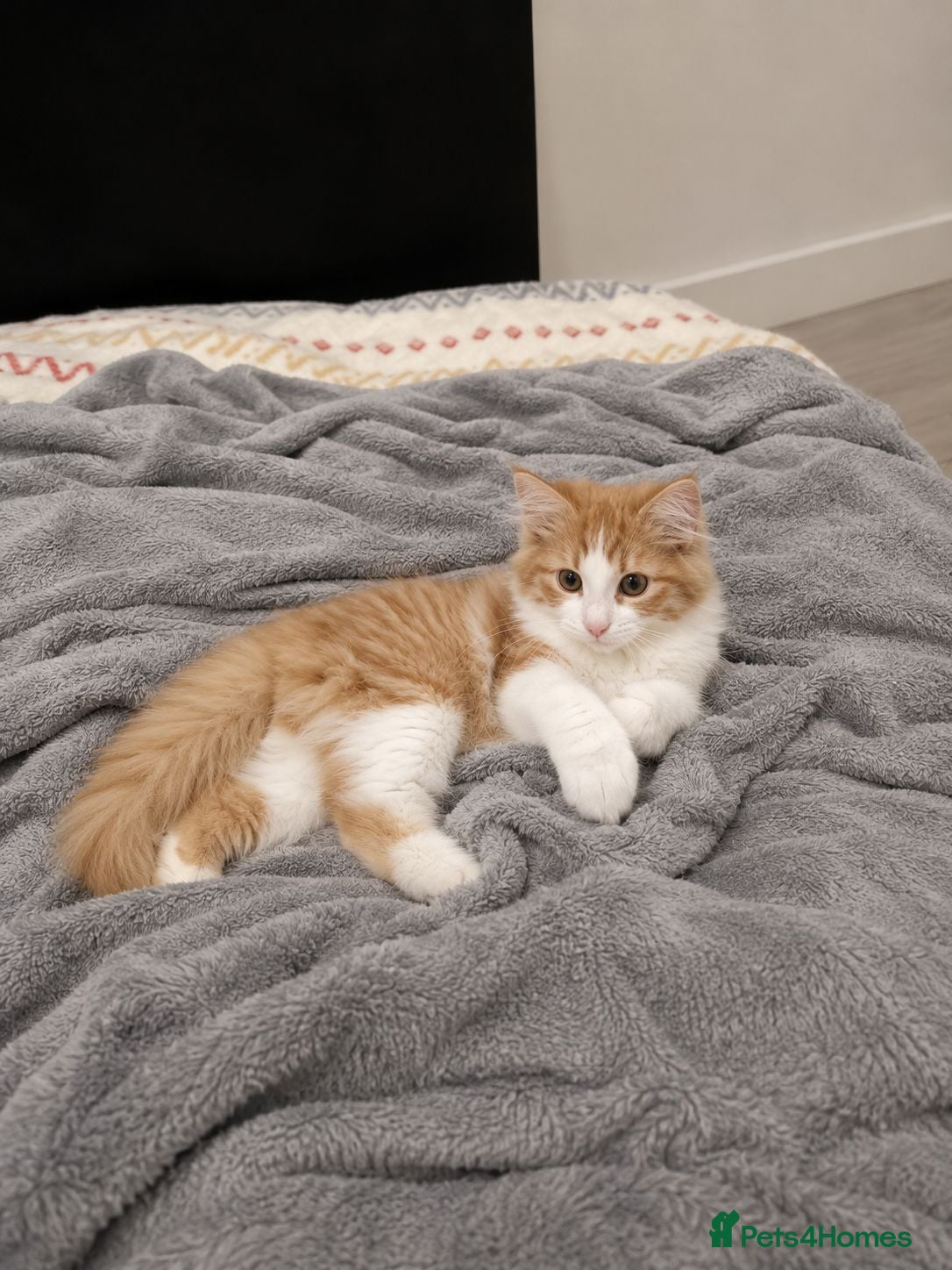 Mixed Breed cats FREE fluffy MALE cat - Advert 3