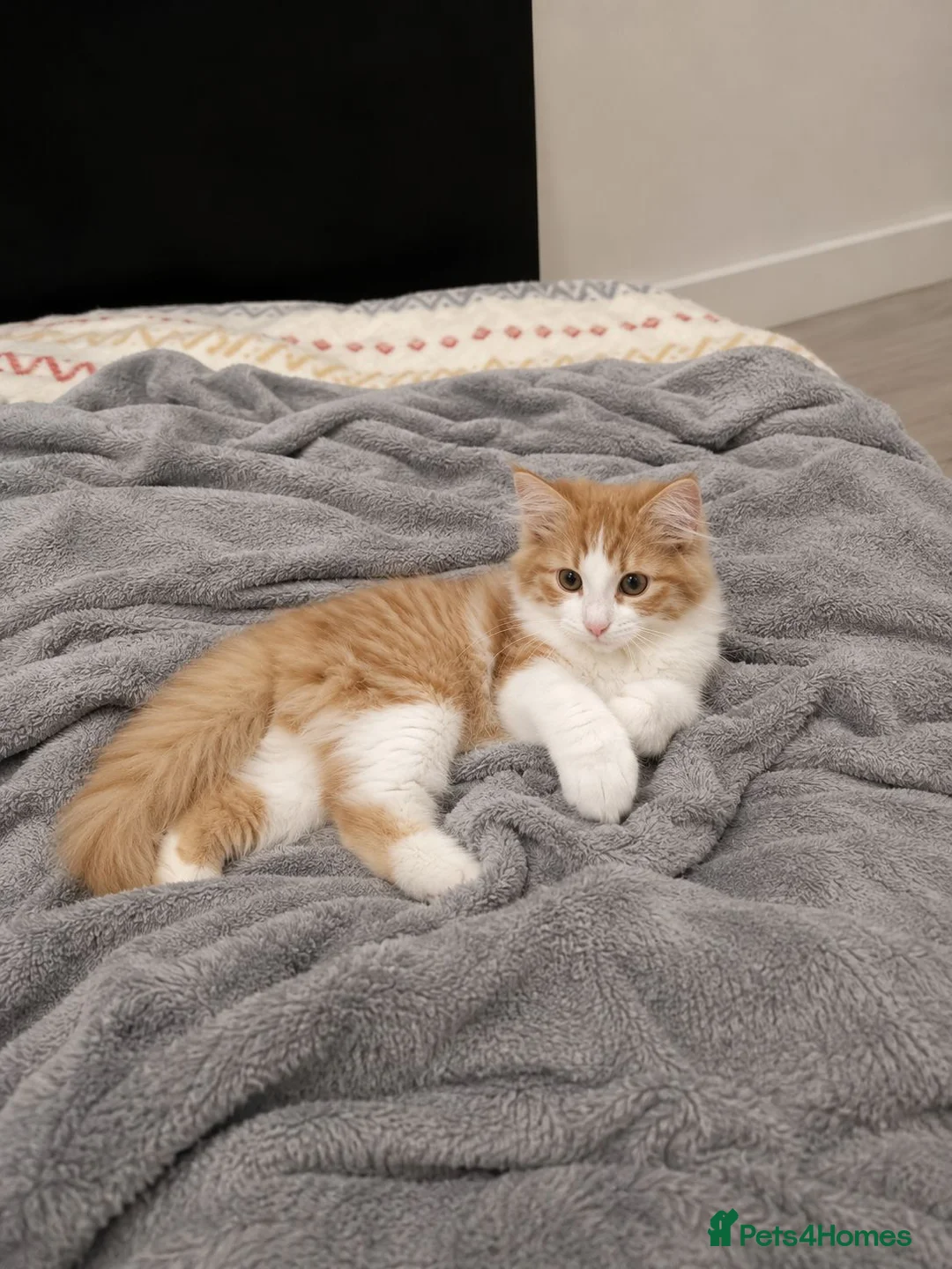 Mixed Breed cats for sale: FREE fluffy MALE cat - Advert 1