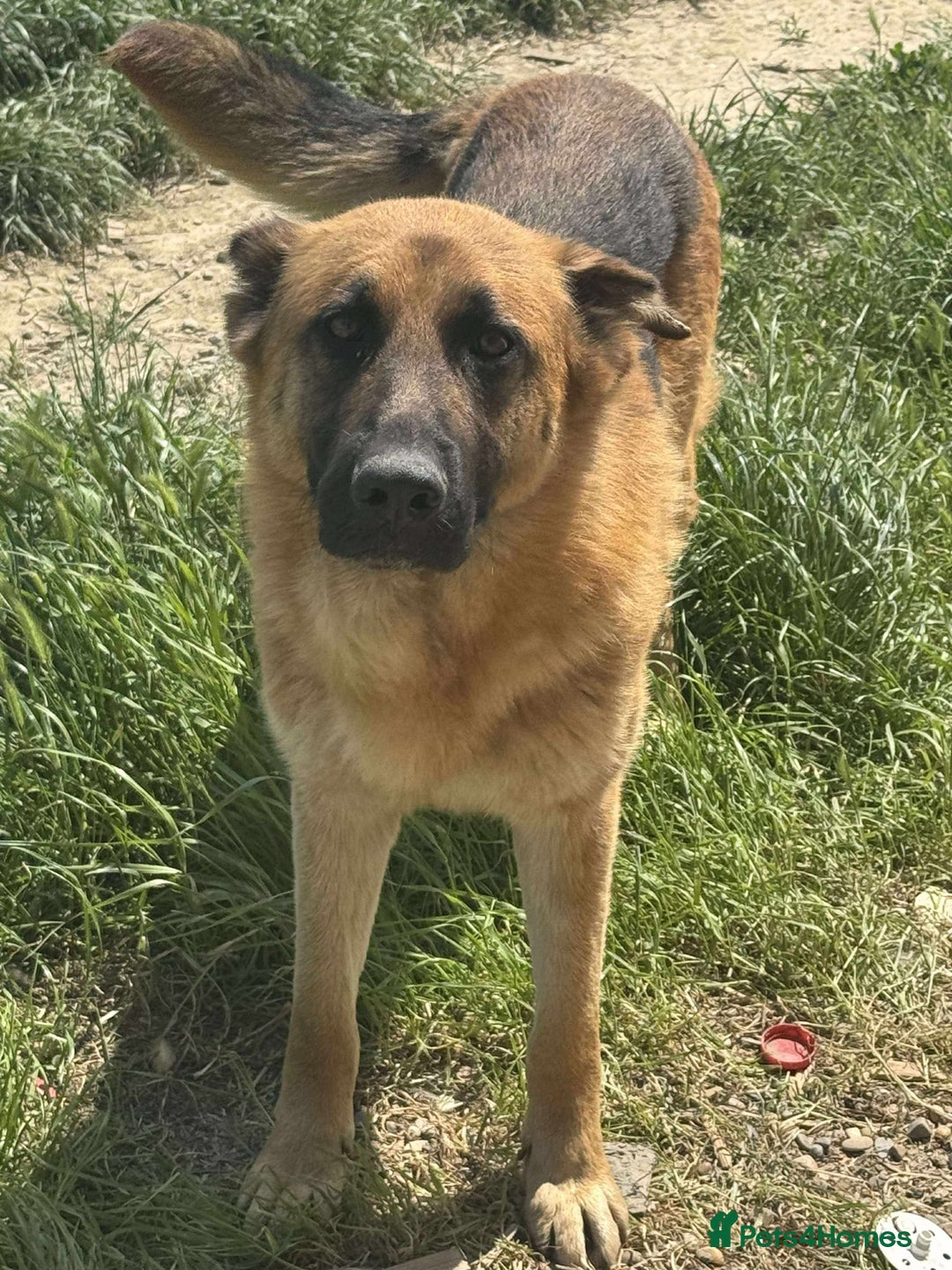 Mixed Breed dogs for adoption: 💝🐾 Introducing HANDSOME NIALL 🐾 Mixed GSD breed - Image 1