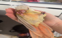Conures birds for sale: Beautiful fully hand reared conure baby's  - Image 16