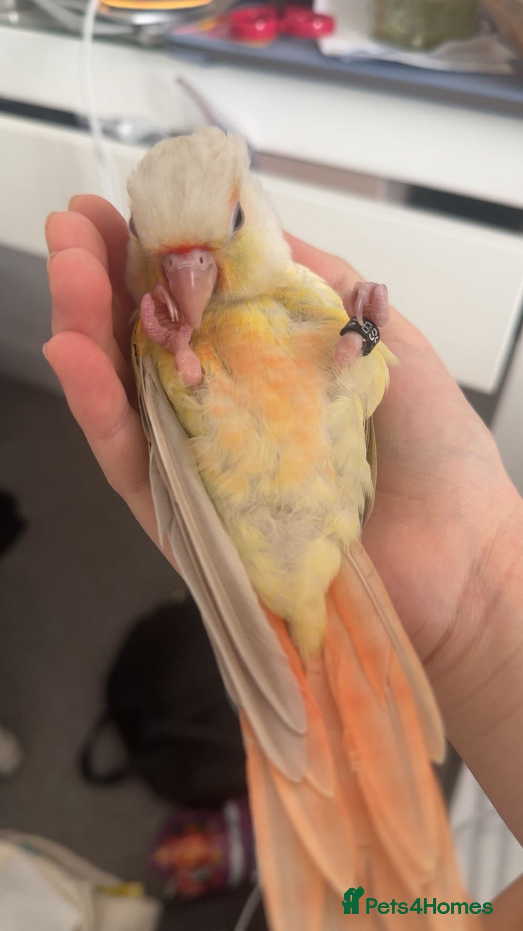 Conures birds for sale: Beautiful fully hand reared conure baby's  - Image 16