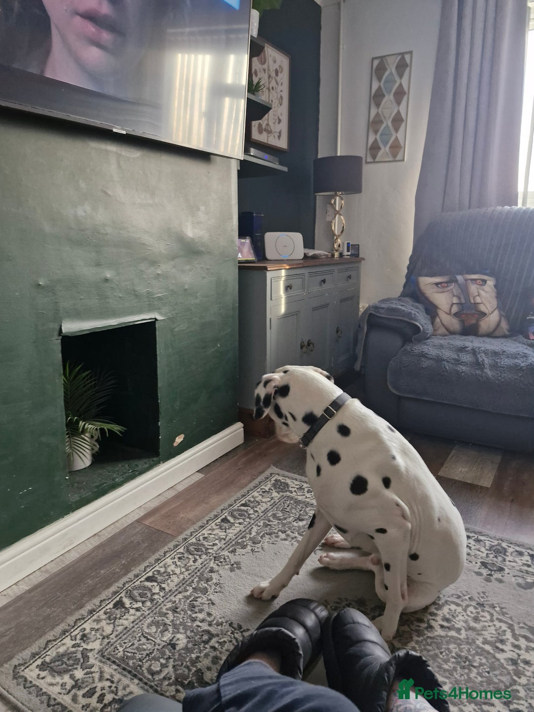 Dalmatian dogs for sale: 12 month dalmation needs a new home - Advert 3