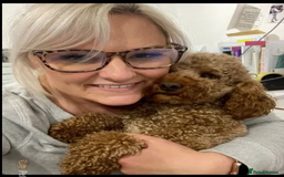 Cavapoo dogs for stud: KC Health Tested - Mini Poodle STUD in Bacup - Image 4