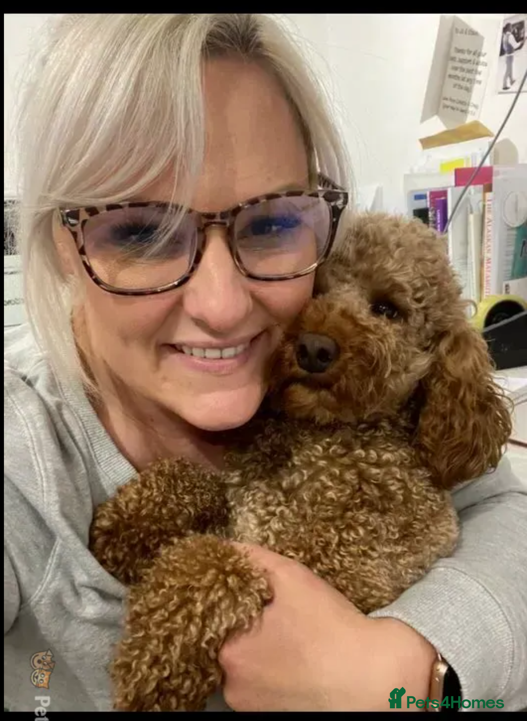 Cavapoo dogs for stud: KC Health Tested - Mini Poodle STUD in Bacup - Image 4