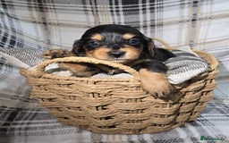 Miniature Dachshund dogs for sale: Longhair miniature Duchshund 🩵1boy 1girl left🩷 - Advert 20