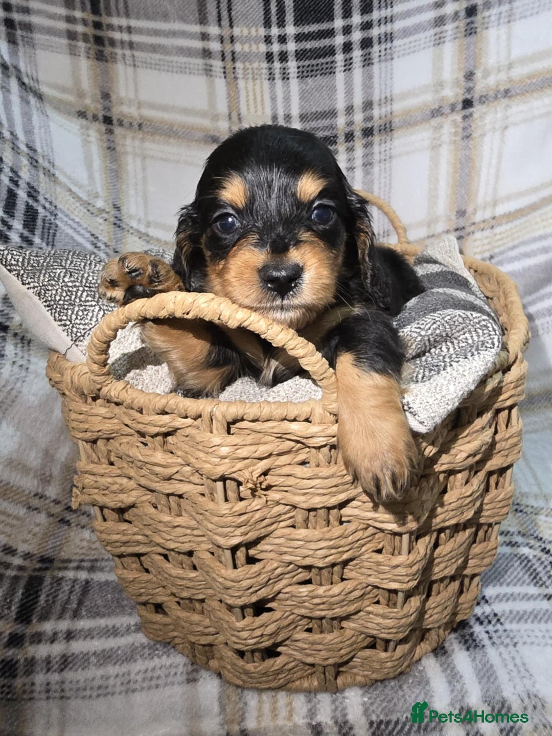 Miniature Dachshund dogs for sale: Longhair miniature Duchshund 🩵1boy 1girl left🩷 - Advert 20