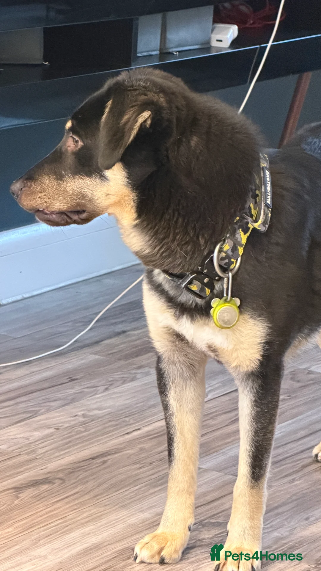 Mixed Breed dogs for adoption: Sweet Scout 💙 Gentle Boy, Loves Dogs!  - Advert 8