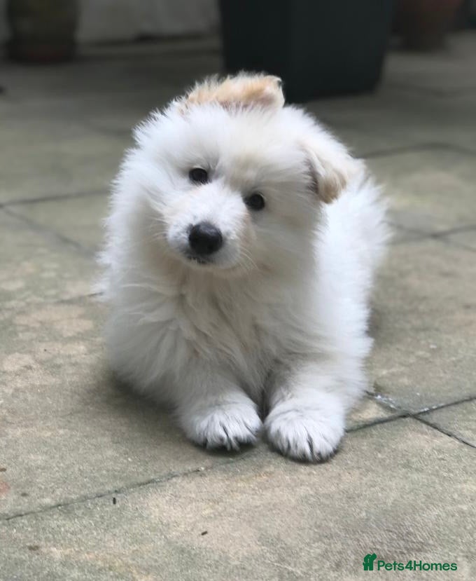 White Swiss Shepherd dogs Chunky White Swiss Shepherd Puppies in London. - Advert 13