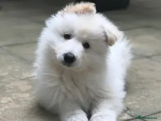 White Swiss Shepherd dogs Chunky White Swiss Shepherd Puppies in London. - Advert 13