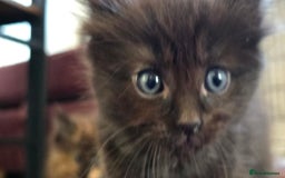 Maine Coon cats for sale: Stunning Maine Coon X  - Image 13