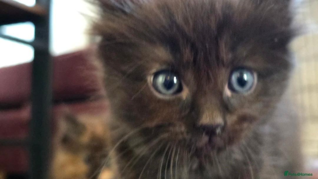Maine Coon cats for sale: Stunning Maine Coon X  - Image 13