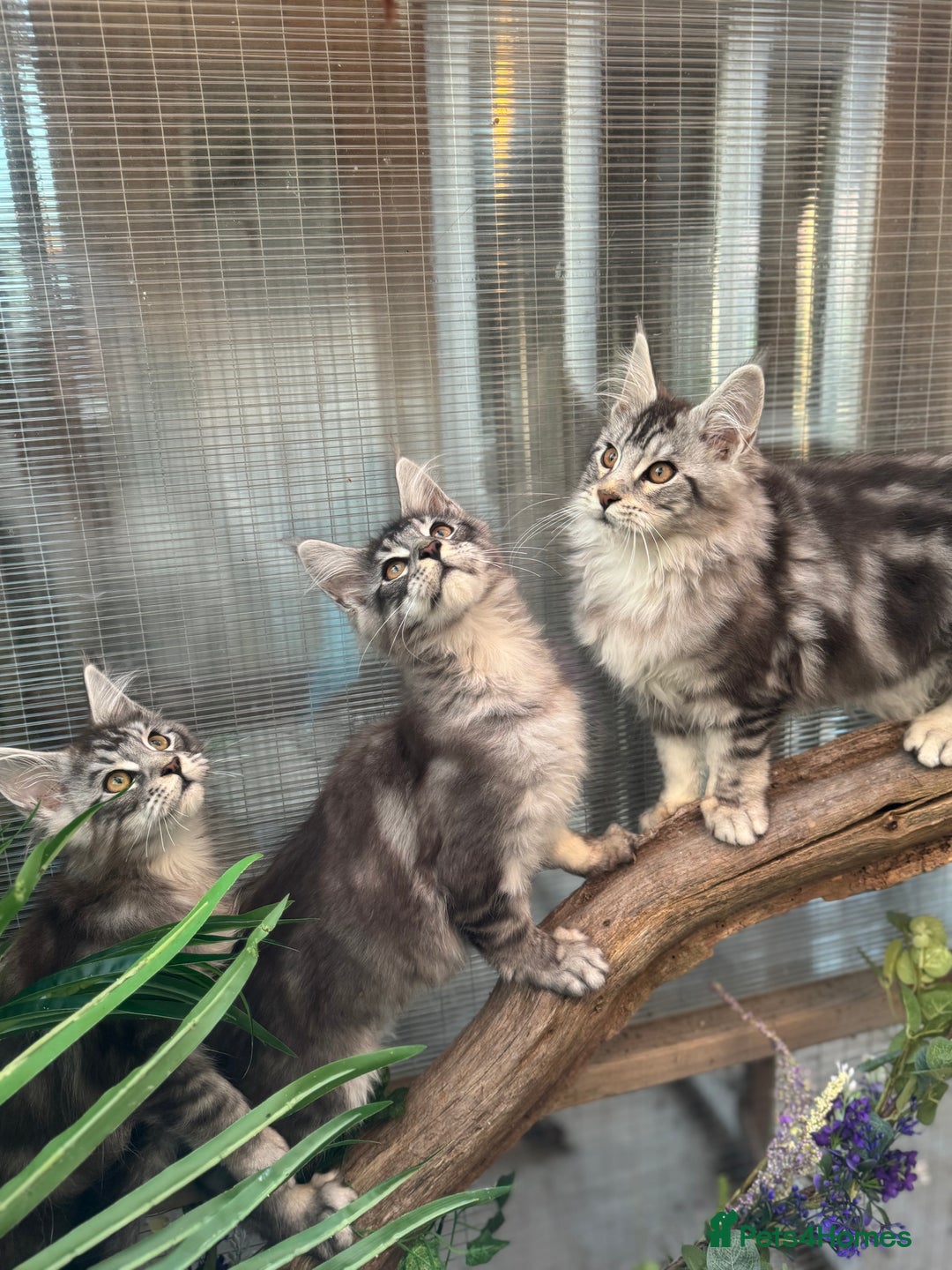 Maine Coon cats for sale: Stunning silver/black tabby MC boys available  - Advert 4