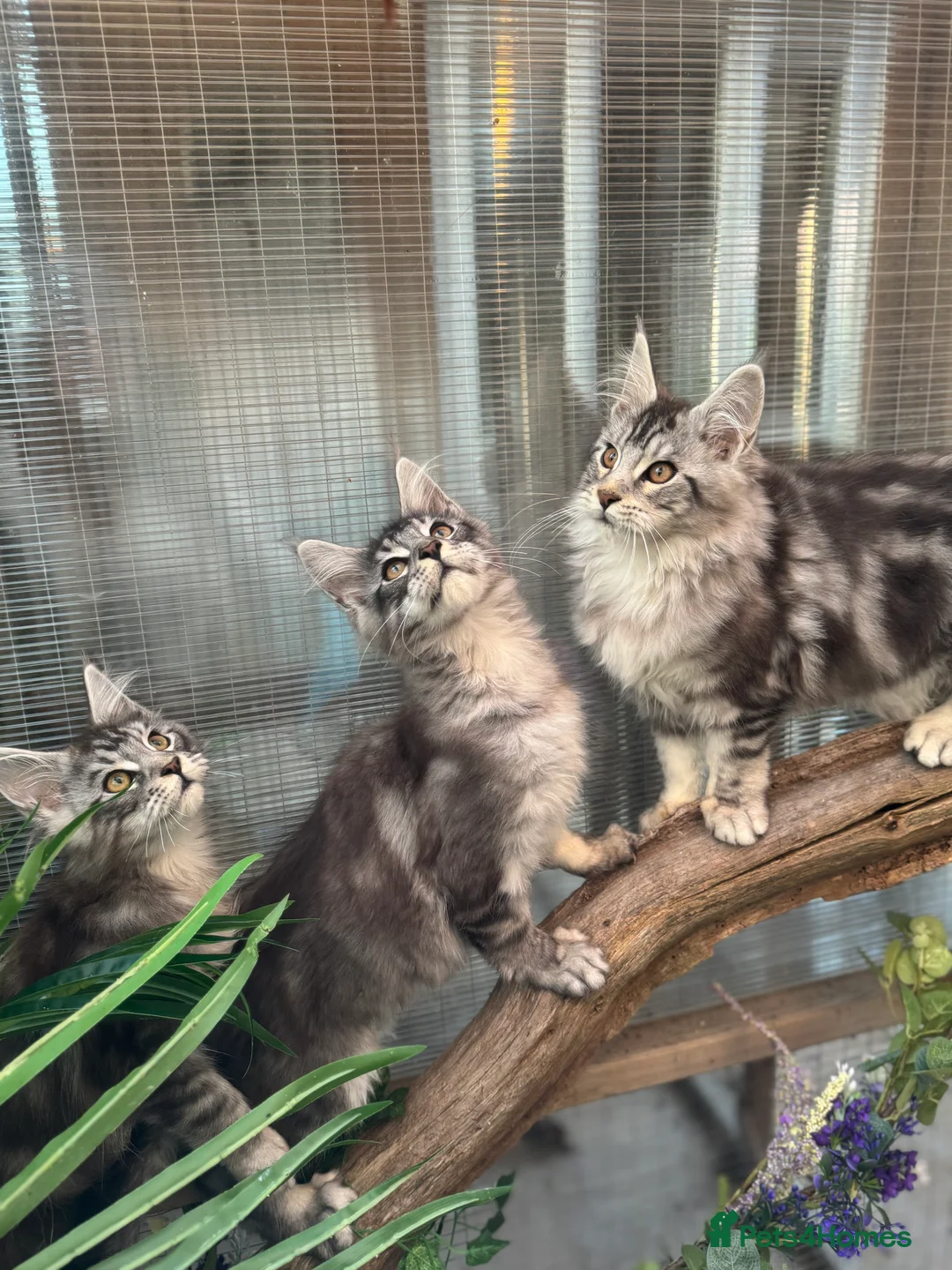 Maine Coon cats for sale: Stunning silver/black tabby MC boys available  - Advert 4