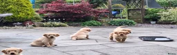 Golden Retriever dogs for sale: Beautiful litter of Golden Retriever puppies 🐶  - Advert 36