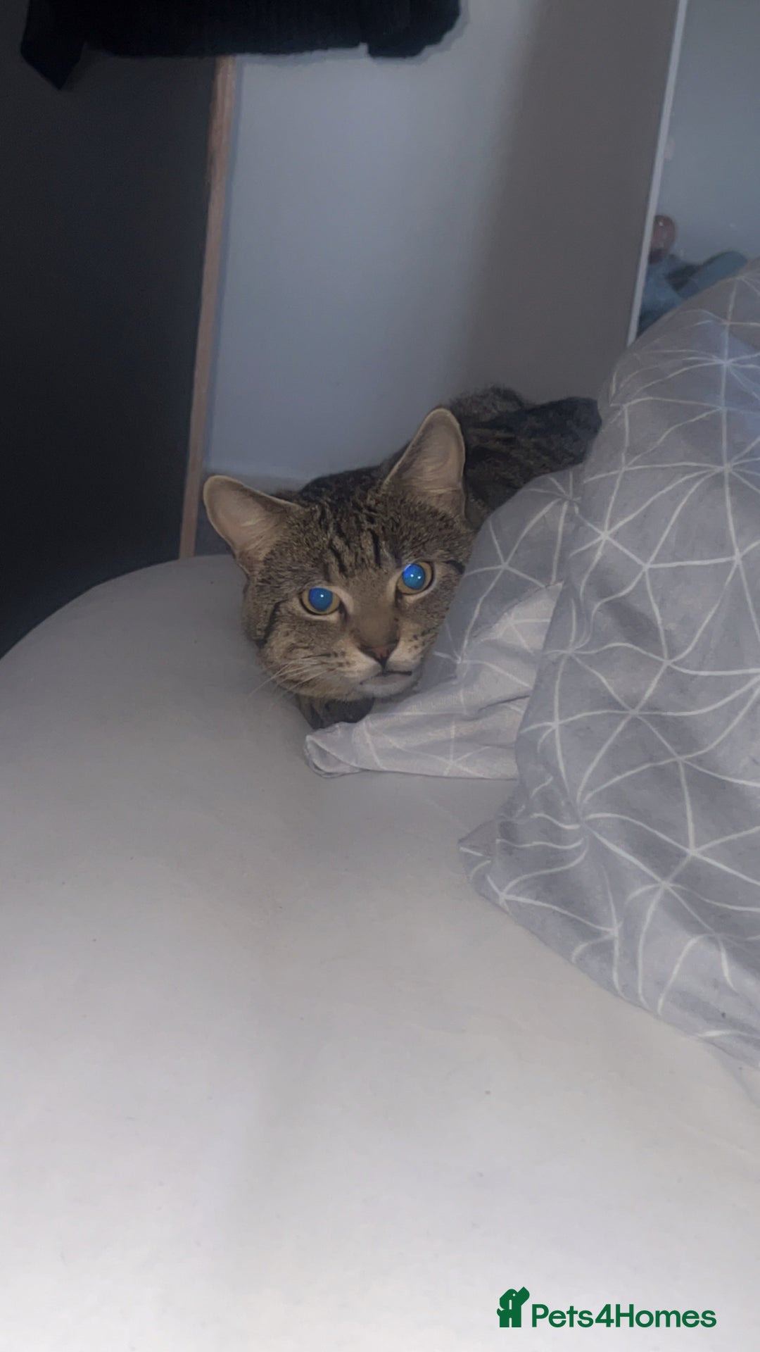 Domestic Shorthair cats for sale: MALE FOR FREE - Advert 3