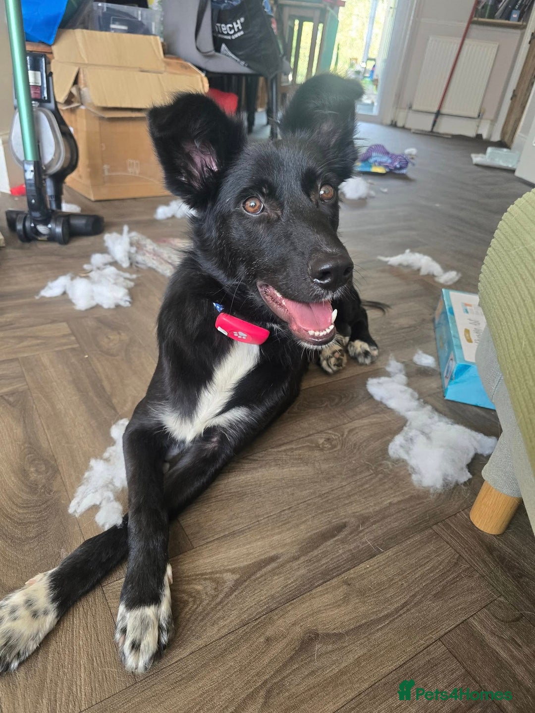 Mixed Breed dogs for adoption: Zorro for adoption - Image 1