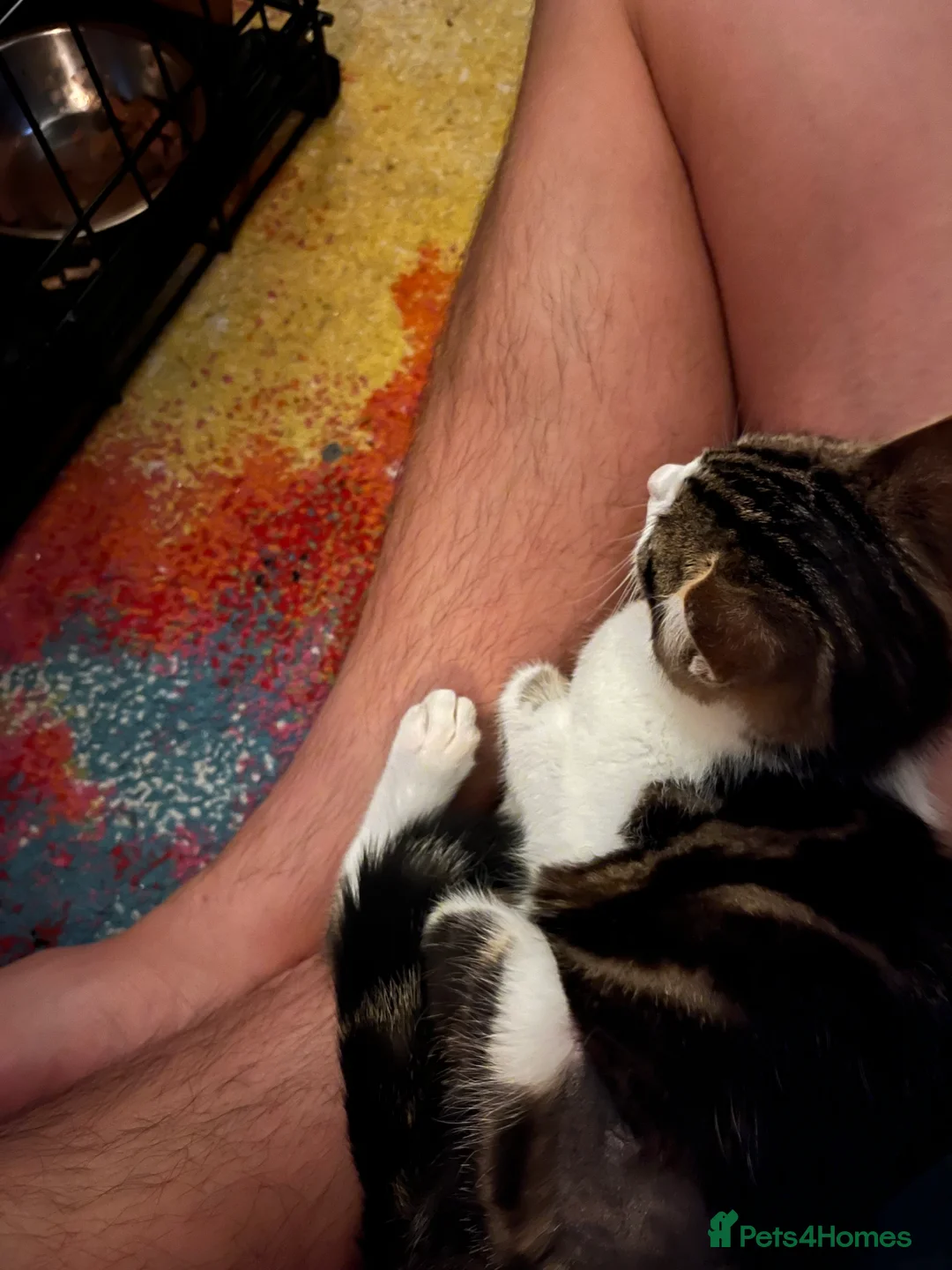 Mixed Breed cats for sale: Beautiful Playful Young Cats - Advert 17