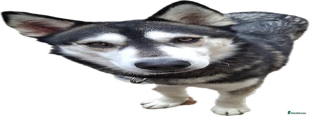 Rico