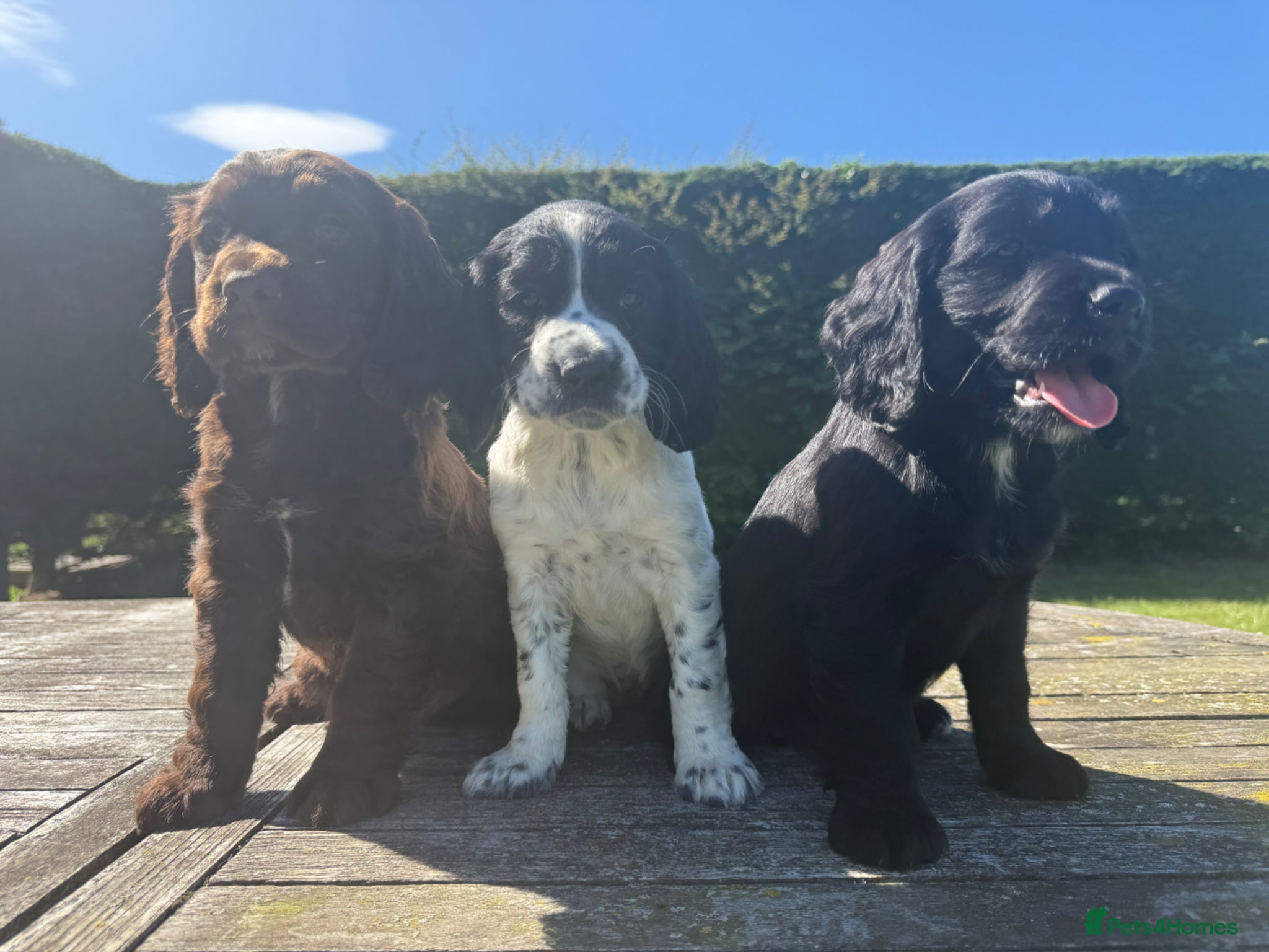 Sprocker dogs Sprocker puppies Cocker Spaniel X Springer Spaniel - Advert 2
