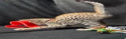 Savannah cats for sale: 2 and 3 months old. Tica Regist. Savannahs - Advert 13
