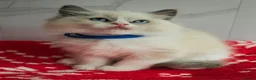 Ragdoll cats for sale: CHAMPION FATHER. GCCF KITTENS  - Advert 9