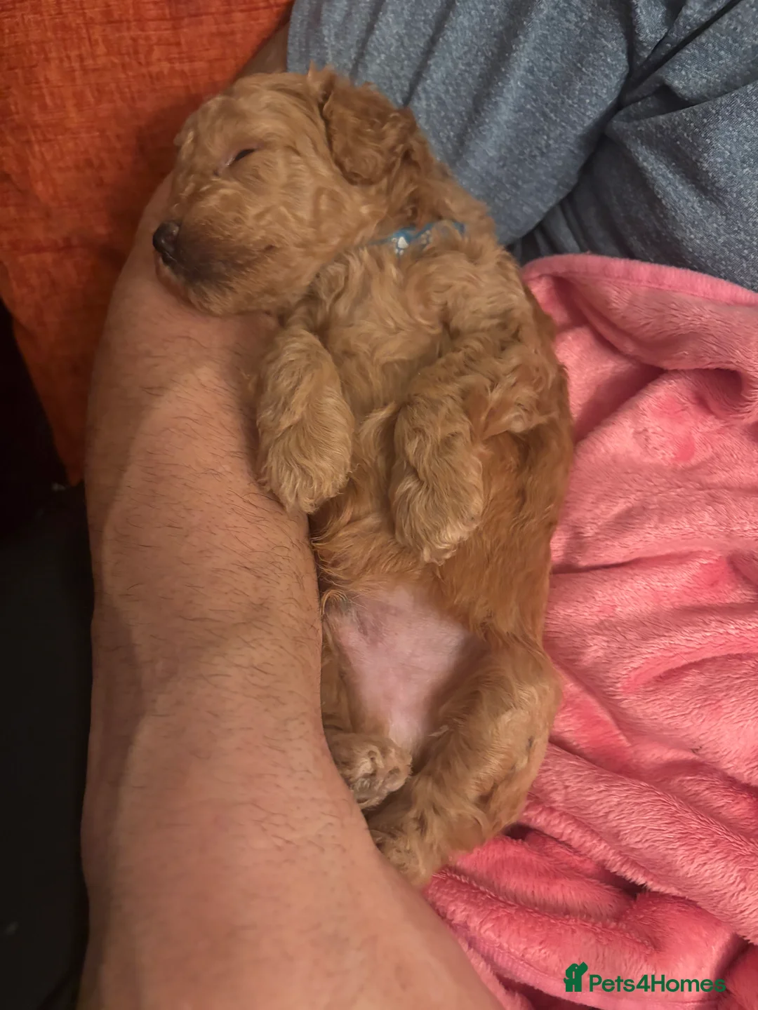 Toy Poodle dogs for sale: KC registered Toy Poodle puppies  - Advert 6