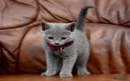 Russian Blue cats for sale: Adorable Russian Blue Kittens TICA  - Image 4