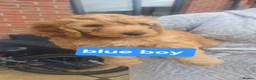 Cockapoo dogs for sale: F1B cockapoo puppies  - Advert 2