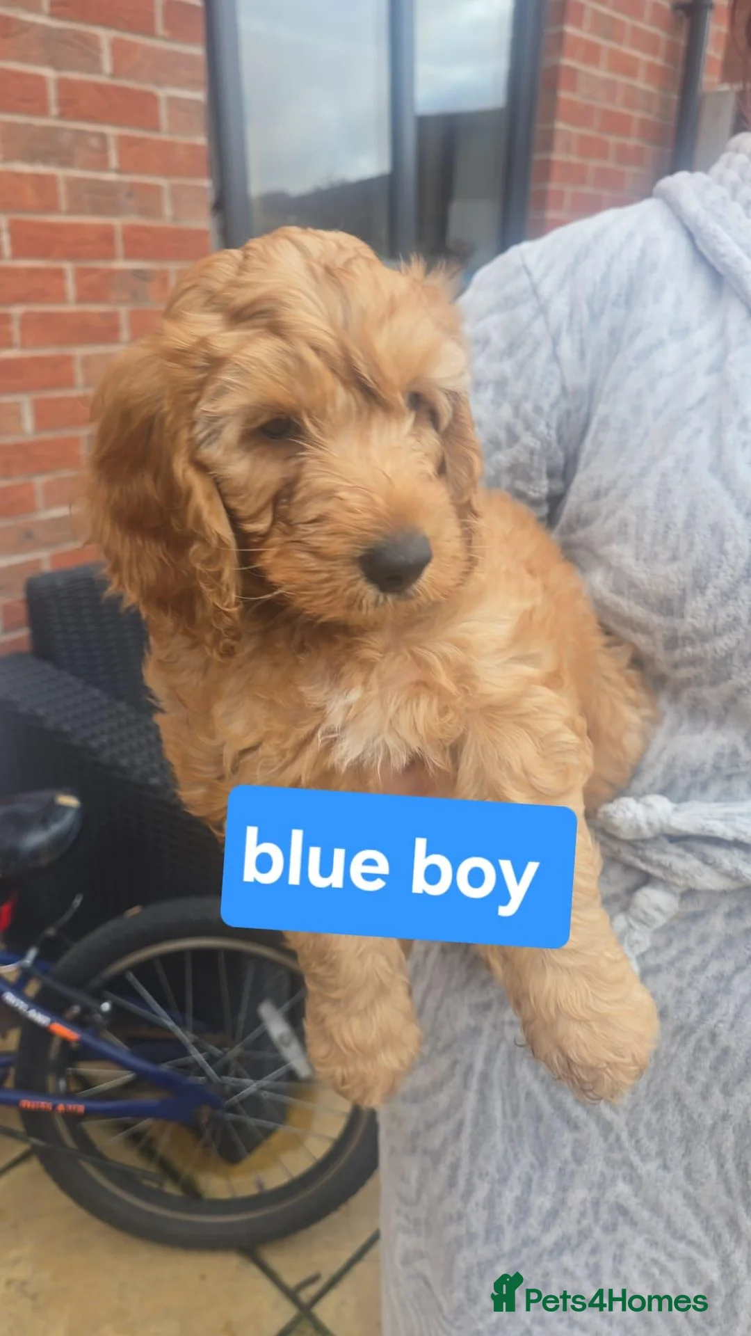 Cockapoo dogs for sale: F1B cockapoo puppies  - Advert 2