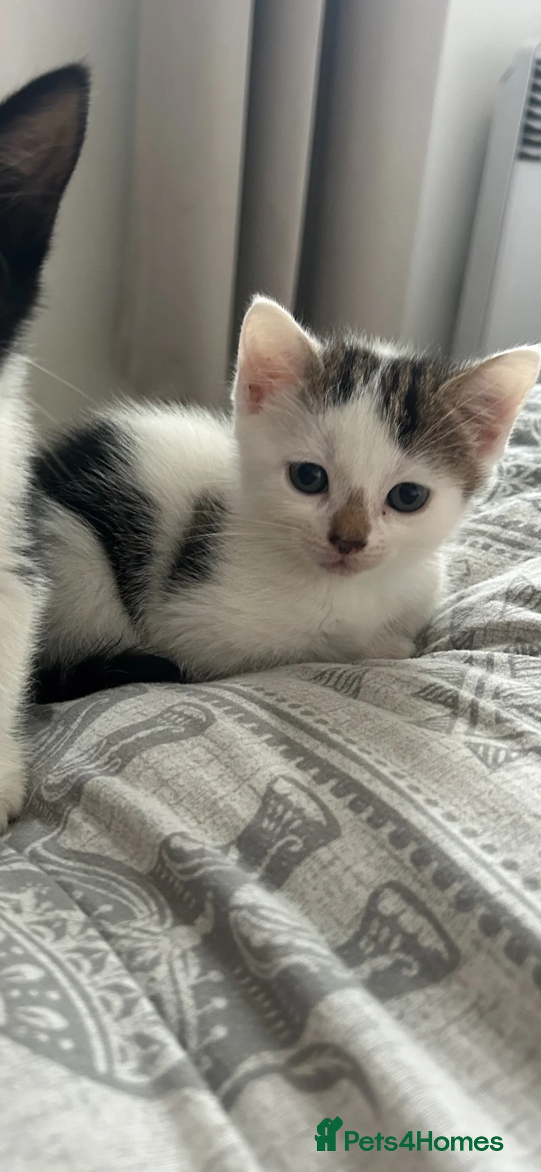 Mixed Breed cats for sale: White & Tabby - Advert 4