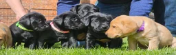 Labrador Retriever dogs for sale: KC labradors  - Advert 1
