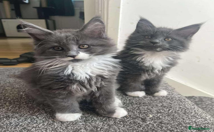 Maine Coon cats - Advert 6