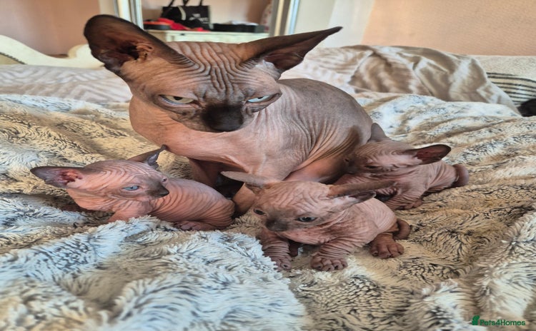 Sphynx cats - Advert 5