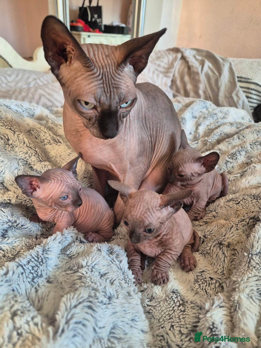 Sphynx cats for sale: Long leg girl - Image 1
